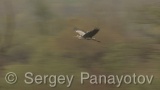Video of Grey Heron - Grey Heron hunting fish in the lake